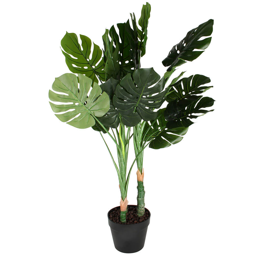 Planta monstera em vaso de plástico